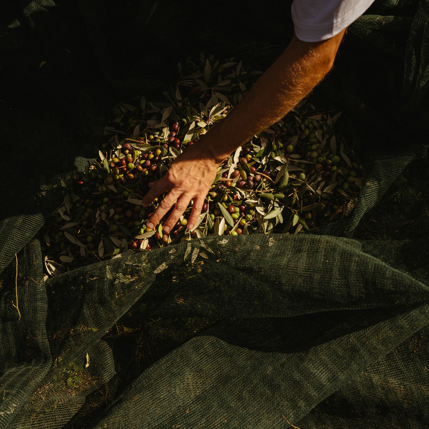Betty Ford Boys - Trinity Park Holy Oil Bundle