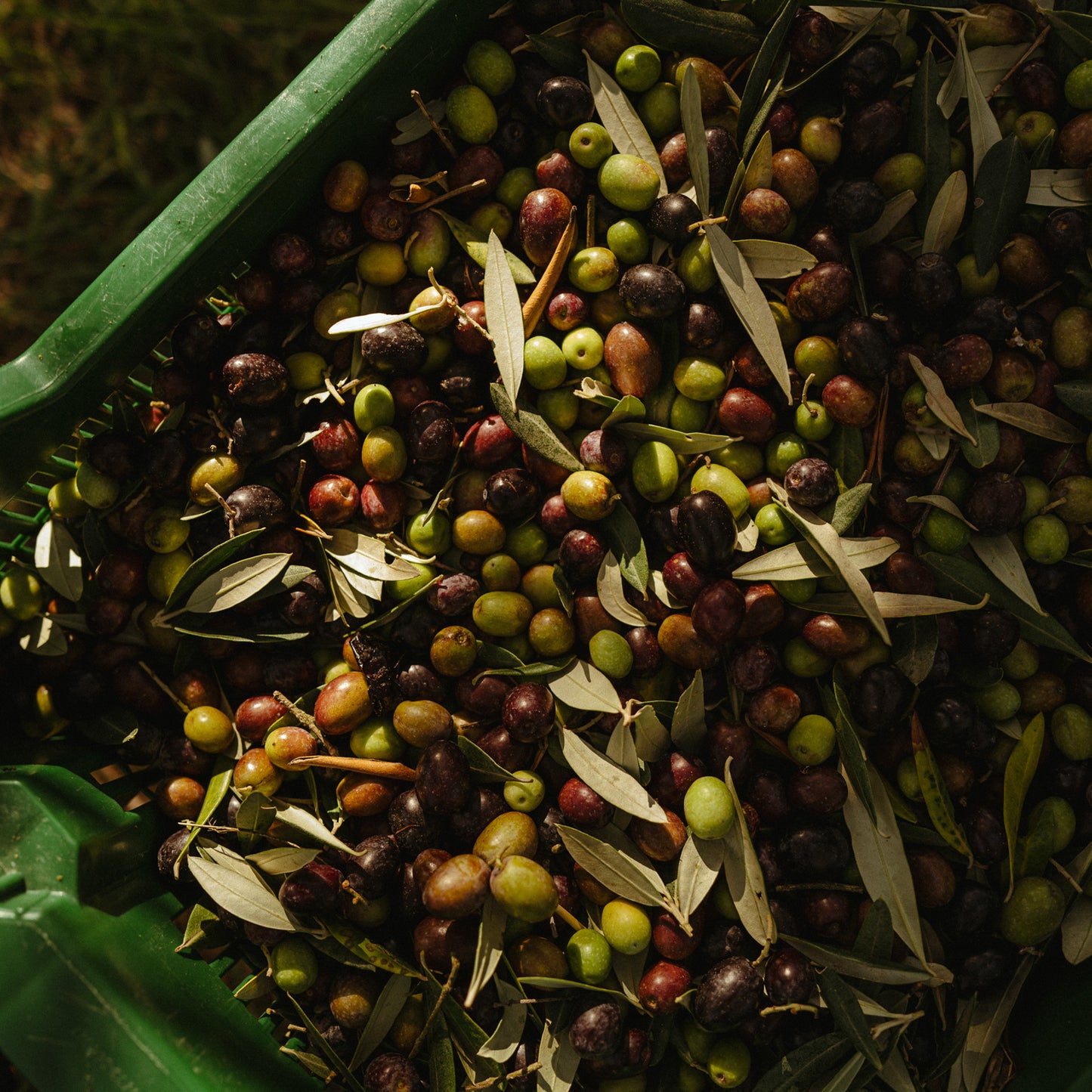 Betty Ford Boys - Trinity Park Holy Oil Bundle