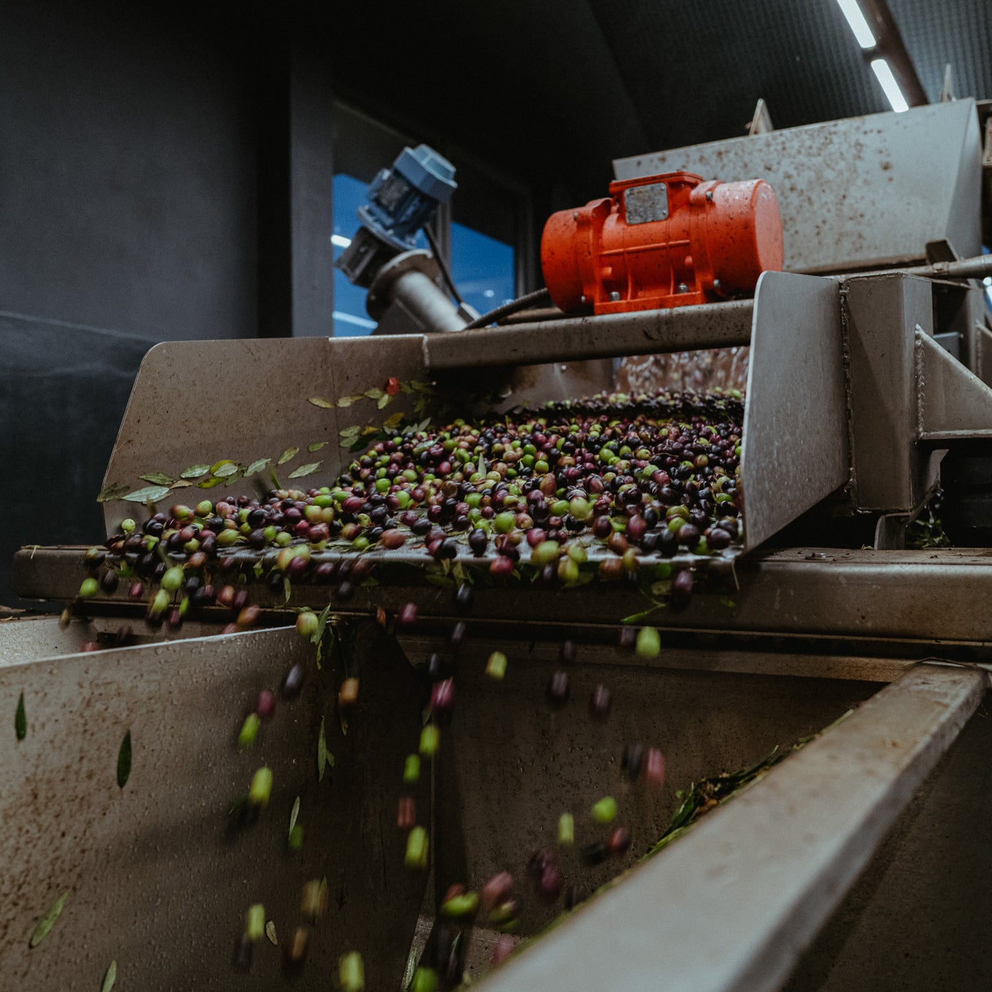Betty Ford Boys - Trinity Park Holy Oil Bundle